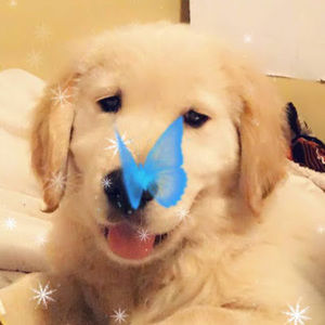 Meet your Posher, Shay